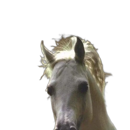 crown, animal, hat, dragon transparent PNG cut-out