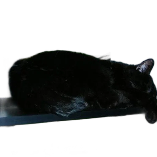 staff, animal, furniture, creature transparent PNG cut-out
