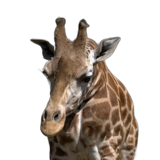 animal, creature, face, staff transparent PNG cut-out