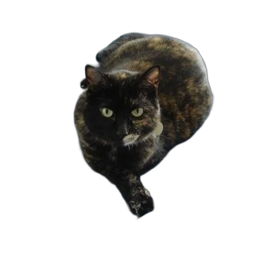 animal, creature, hat, staff transparent PNG cut-out