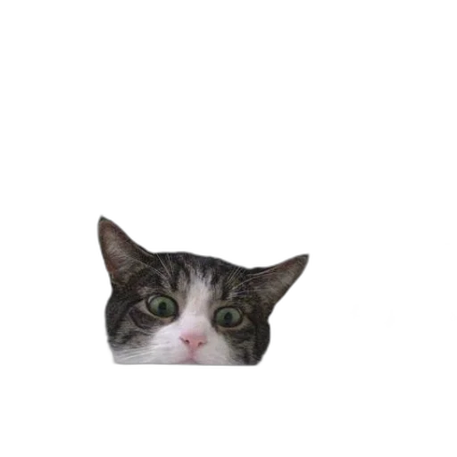 animal, face, creature, hat transparent PNG cut-out