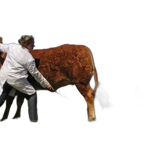 animal, person, white, coat transparent PNG cut-out