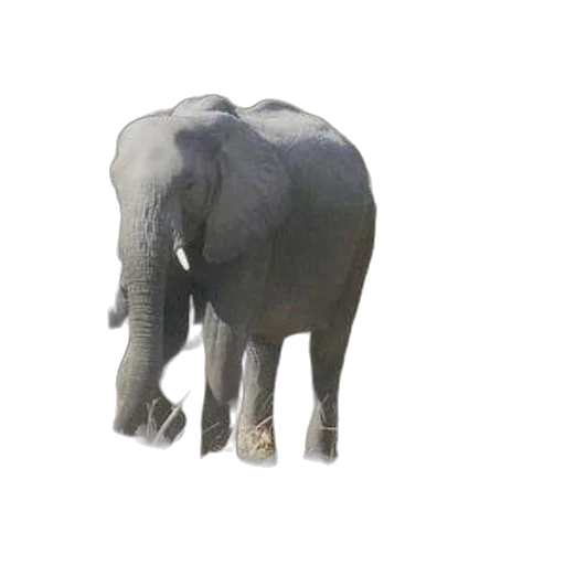 animal, creature, hat, staff transparent PNG cut-out