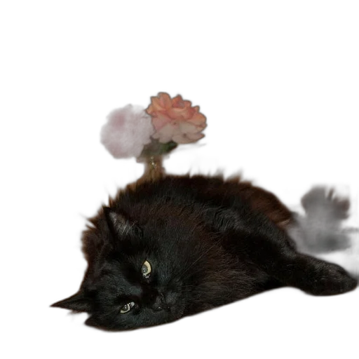 staff, hat, creature, animal transparent PNG cut-out