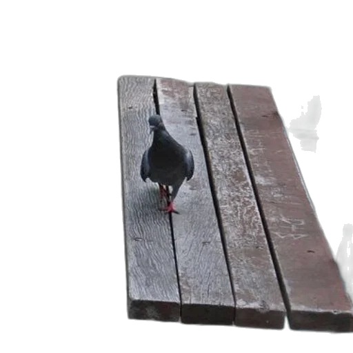 animal, shoes, furniture, creature transparent PNG cut-out