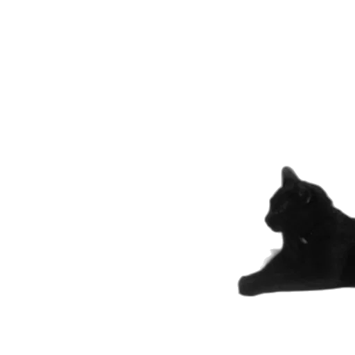 hat, animal, shoes, crown transparent PNG cut-out