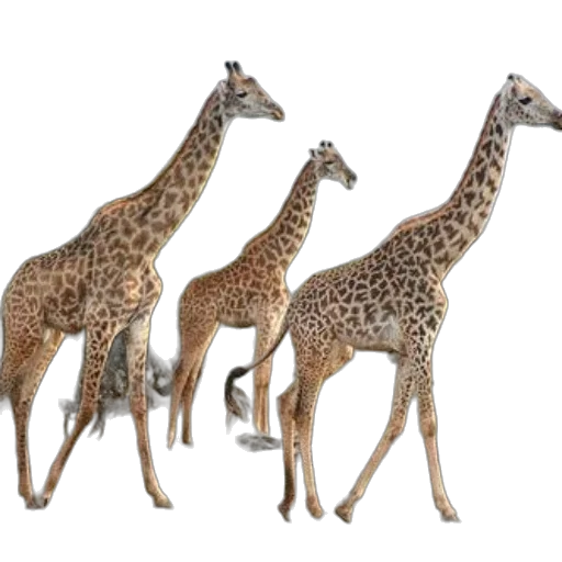 animal, 3d render, concept art, photorealistic transparent PNG cut-out