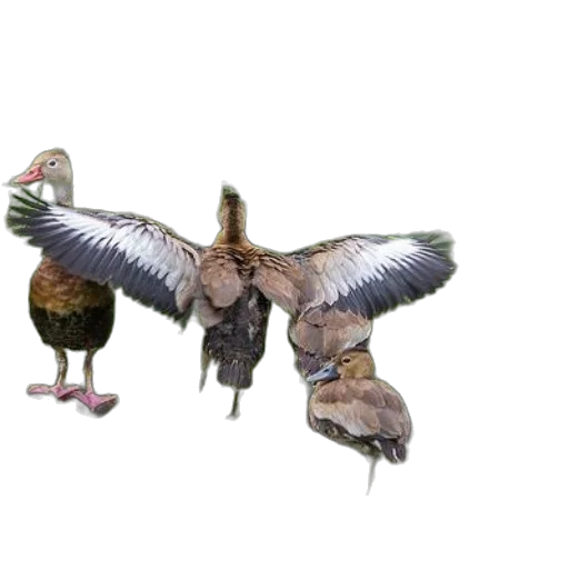 animal, staff, food, jewelry transparent PNG cut-out