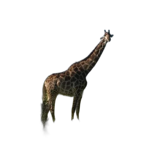 animal, creature, staff, hat transparent PNG cut-out