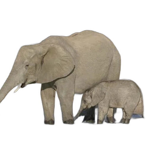 animal, concept art, 3d render, photorealistic transparent PNG cut-out