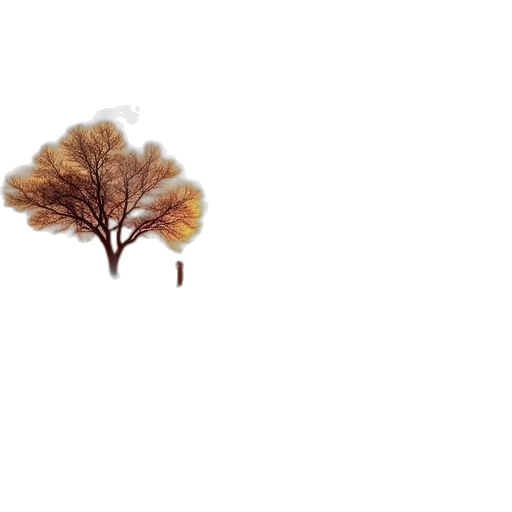 tree, hair, crown, umbrella transparent PNG cut-out
