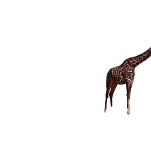 animal, creature, umbrella, weapon transparent PNG cut-out