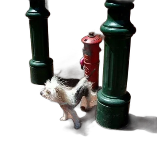 bottle, animal, furniture, staff transparent PNG cut-out