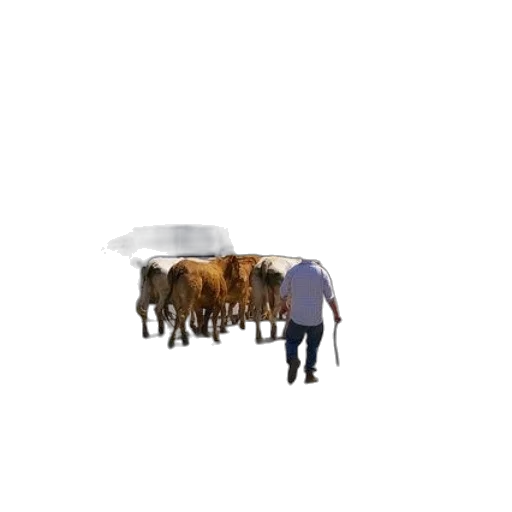 animal, creature, food, robot transparent PNG cut-out