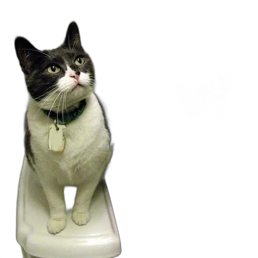 bottle, animal, furniture, 3d render transparent PNG cut-out