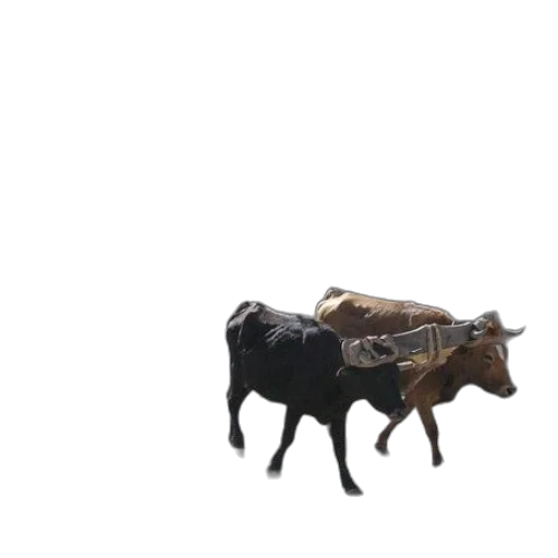 animal, weapon, food, car transparent PNG cut-out