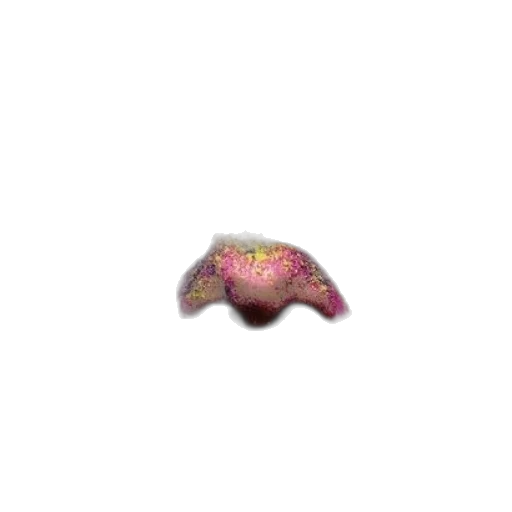 animal, creature, jewelry, hat transparent PNG cut-out