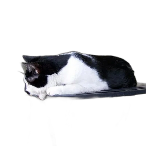 staff, animal, hat, shoes transparent PNG cut-out