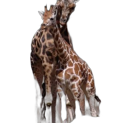 animal, creature, staff, crown transparent PNG cut-out