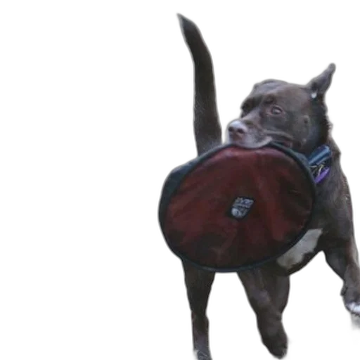 jacket, creature, animal, staff transparent PNG cut-out