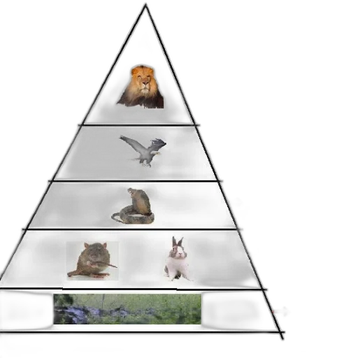 animal, crown, hat, food transparent PNG cut-out