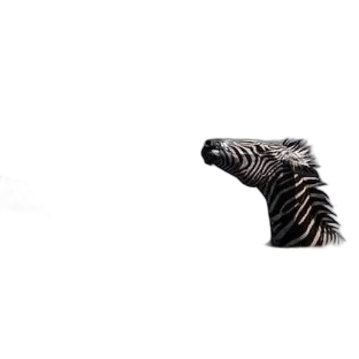 animal, shoes, hair, creature transparent PNG cut-out