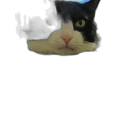 hat, animal, face, dragon transparent PNG cut-out