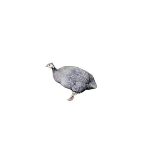 animal, creature, hat, shoes transparent PNG cut-out