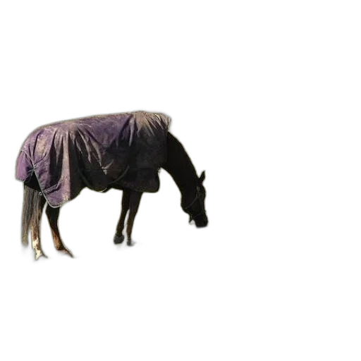jacket, animal, dress, creature transparent PNG cut-out