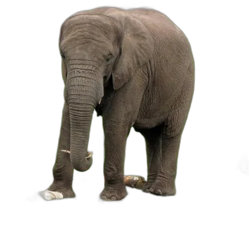 animal, creature, shoes, staff transparent PNG cut-out
