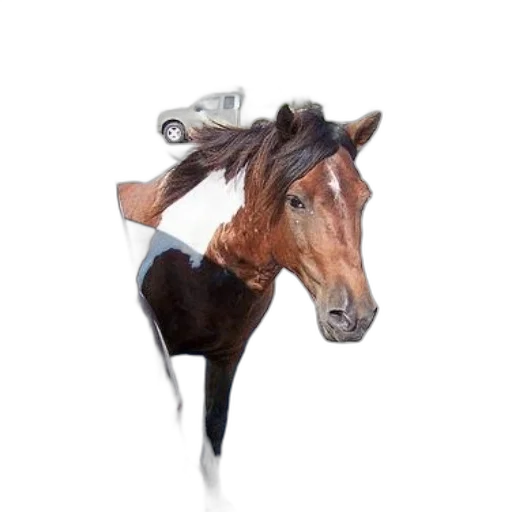 animal, hair, creature, hat transparent PNG cut-out