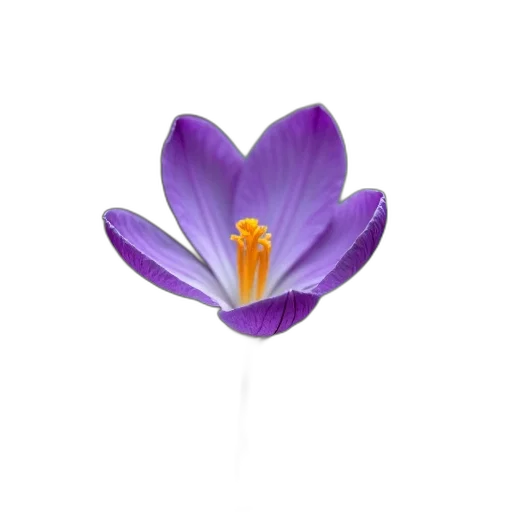 flower, crown, jewelry, staff transparent PNG cut-out
