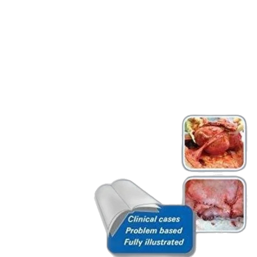 food, cover, small, animal transparent PNG cut-out