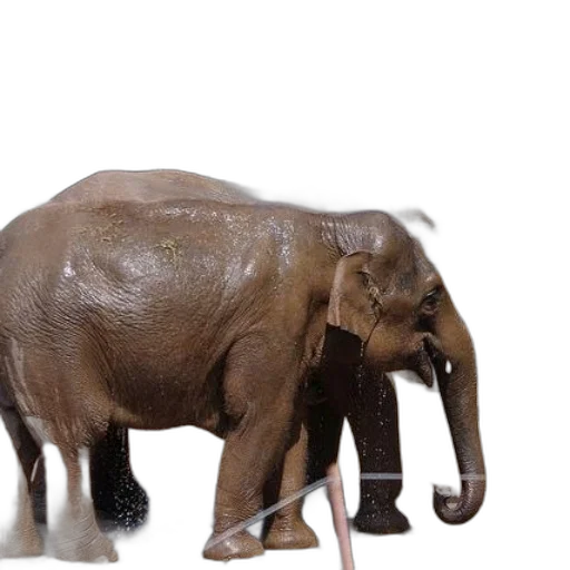 animal, creature, 3d render, photorealistic transparent PNG cut-out