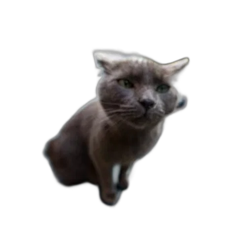 animal, creature, staff, face transparent PNG cut-out