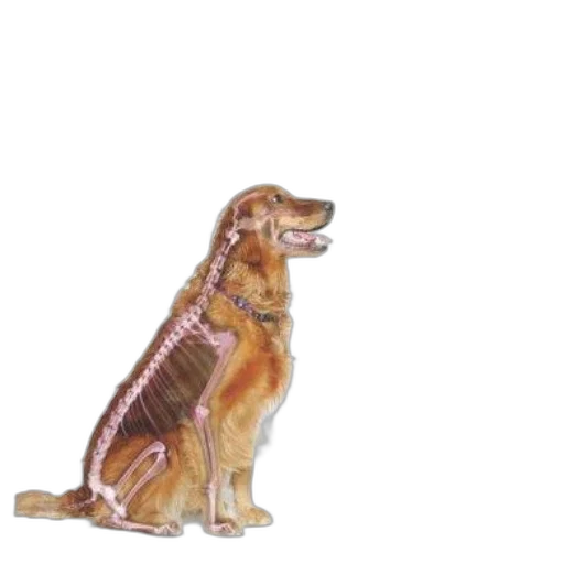 animal, staff, jacket, creature transparent PNG cut-out