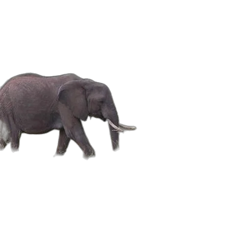 animal, creature, weapon, car transparent PNG cut-out