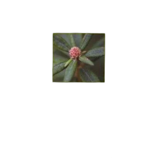 flower, crown, tree, staff transparent PNG cut-out