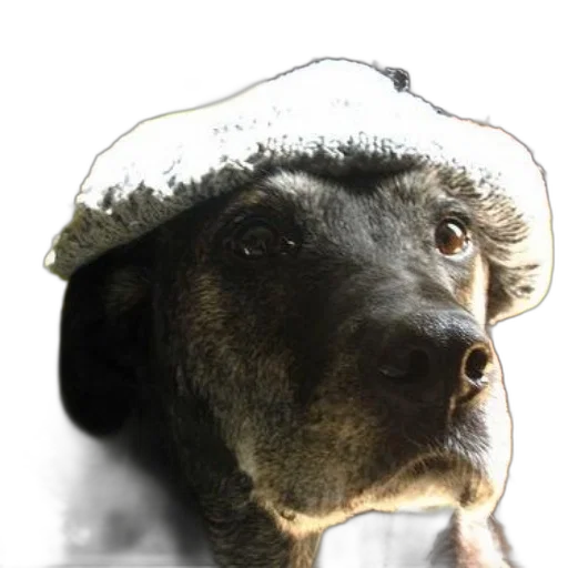 hat, animal, face, crown transparent PNG cut-out