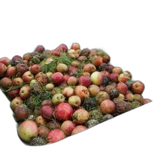 food, crown, tree, wheelbarrow transparent PNG cut-out