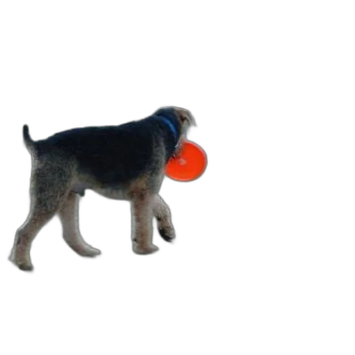 animal, creature, photorealistic, 3d render transparent PNG cut-out