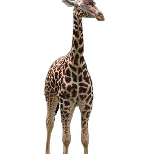 animal, creature, staff, hat transparent PNG cut-out