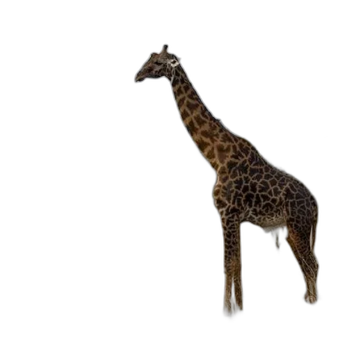 animal, creature, staff, weapon transparent PNG cut-out