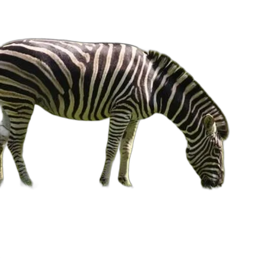 animal, creature, weapon, staff transparent PNG cut-out