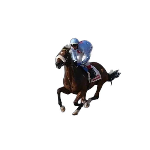 animal, jockey, rides, horse transparent PNG cut-out