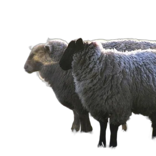 animal, creature, hair, weapon transparent PNG cut-out