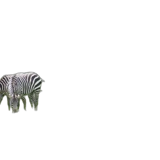 animal, creature, furniture, hair transparent PNG cut-out