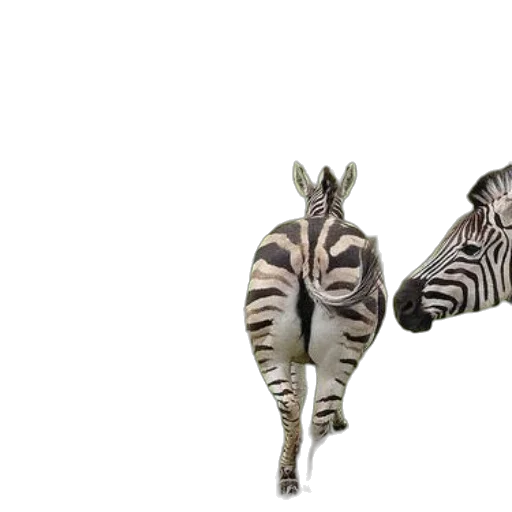 animal, creature, jewelry, shoes transparent PNG cut-out