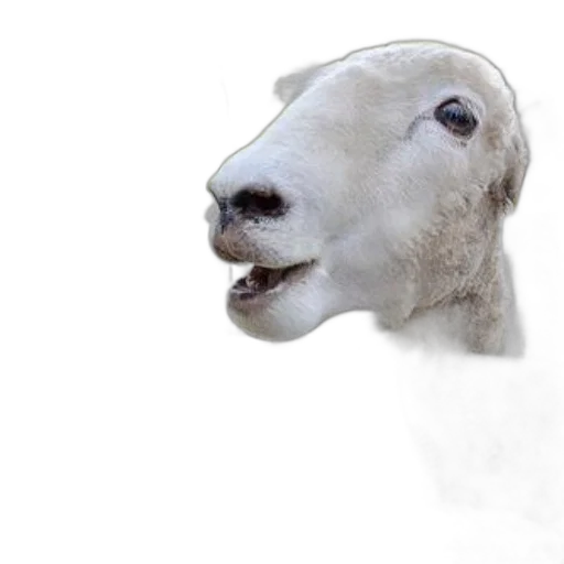 animal, mask, face, creature transparent PNG cut-out
