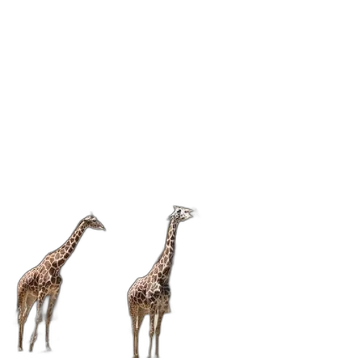 animal, creature, shoes, umbrella transparent PNG cut-out